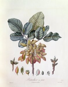 Pistache (Pistacia vera), Henry Louis Duhamel du Monceau, botanische plaat door Pierre Jean Francois Turpin door Pierre Jean Francois Turpin