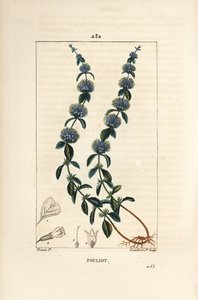 Pouliot munt - Polei munt, Mentha pulegium, met bloem, blad, stengel, wortel en zaad door Pierre Jean Francois Turpin