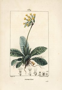 Gulden sleutelbloem door Pierre Jean Francois Turpin