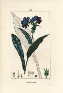 Longkruid, Pulmonaria officinalis, met bloem, blad, stengel en blad in omtrek door Pierre Jean Francois Turpin