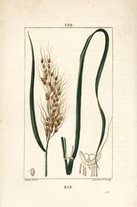 Rijst, Oryza sativa, met blad, zaad en stengel