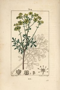 Rue des jardins of Rue fétide - Rue of kruid der genade, Ruta graveolens, met bloem, blad, stengel, zaad en omtrek. Handgekleurde stipple kopergravure door Lambert Junior naar een tekening van Pierre Jean-François Turpin uit Chaumeton, Poiret en Cham