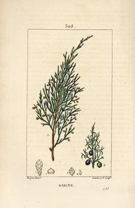 Sabijnse jeneverbes, Juniperus sabina, met bes, blad, stengel en zaad