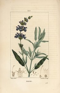 Salie officinale