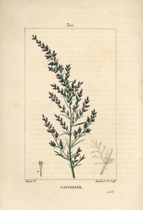 Sagebrush variëteit - Wormzaad of Tataarse alsem door Pierre Jean Francois Turpin