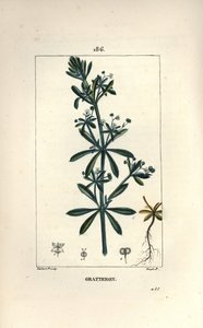 Kleefkruid