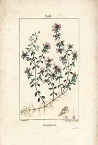 Serpolet of tijm serpolet - Kruipende tijm of wilde tijm, Thymus serpyllum, met bloem, blad, stengel en wortel. Handgekleurde stipple kopergravure door Lambert Junior naar een tekening van Pierre Jean-Francois Turpin uit Chaumeton, Poiret en Chamberet