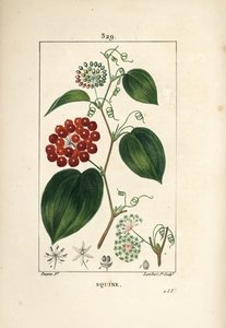 Smilax-variëteit - Chinese smilax, Smilax china, met bloem, rank, blad en vrucht door Pierre Jean Francois Turpin