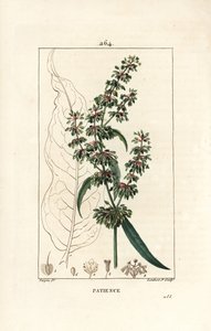 Patience dock, Rumex patientia, met bloem, stengel, bladeren, zaad en bladsilhouet. Handgekleurde stipple kopergravure door Lambert Junior naar een tekening van Pierre Jean-Francois Turpin uit Chaumeton, Poiret en