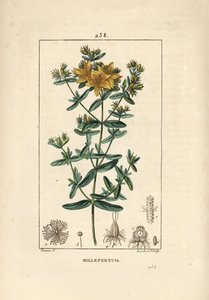 Sint-Janskruid, Sint-Janskruid of Sint-Janskruid officinal - Geperforeerd Sint-Janskruid, Hypericum perforatum. Handgekleurde stipple kopergravure door Lambert Junior naar een tekening van Pierre Jean-Francois Turpin uit Chaumeton, Poiret en Chambere door Pierre Jean Francois Turpin