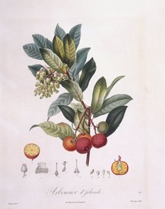 Aardbeiboom (Arbutus unedo), botanische plaat door Pierre Jean Francois Turpin