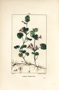 Aardse klimop - Grondklimop, Hedera terrestris. Handgekleurde stipple kopergravure door Lambert Junior naar een tekening van Pierre Jean-Francois Turpin uit Chaumeton, Poiret en Chamberet