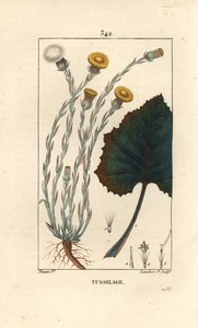Hoefblad, Tussilago farfara, met bloem, blad, stengel en wortel