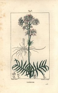 Valeriaan van de heuvels of valeriaan met kleine bladeren