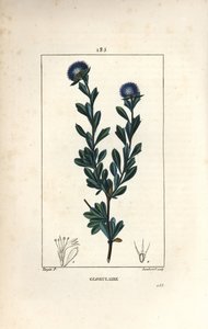 Variëteit van bolvormige - Driebladige globularia, Globularia fruticosa. Handgekleurde stipple kopergravure door Lambert Junior naar een tekening van Pierre Jean-Francois Turpin uit Chaumeton, Poiret en Chamberet