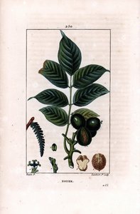 Walnoottak met noten - Walnotenboom, Juglans regia, met tak, bladeren, rijpe vrucht, noot in schil en in doorsnede. Handgekleurde stipple kopergravure door Lambert Junior naar een tekening van Pierre Jean-Francois Turpin uit Chaumeton, Poiret et Chamber door Pierre Jean Francois Turpin