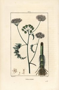 Waterdropwort of waterscheerling, Oenanthe aquatica, met bloem, blad, stengel en wortel