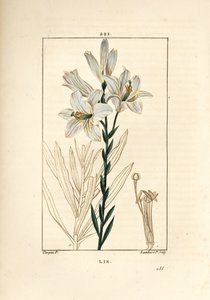 Witte lelie of madonnalelie - Witte lelie, Lilium candidum. Handgekleurde stipple kopergravure door Lambert Junior naar een tekening van Pierre Jean-Francois Turpin uit Chaumeton, Poiret en Chamberet