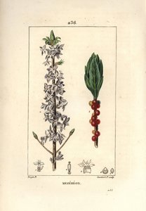 Hout mooi, mooi, groen, groen hout, Daphne mooi hout - Peperboompje, Daphne mezereum. Handgekleurde stipple kopergravure door Lambert Junior naar een tekening van Pierre Jean-Francois Turpin uit Chaumeton, Poiret en Chamberet