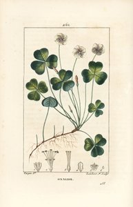 Bosklaverzuring, Oxalis acetosella, met bloem, blad, stengel, zaad en wortel. Handgekleurde stipple kopergravure door Lambert Junior naar een tekening van Pierre Jean-Francois Turpin uit Chaumeton, Poiret en Chamberet