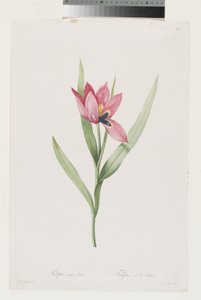 Tulipe Oeil De Soleil