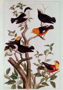 Vogels op takken door Pierre Joseph Buchoz
