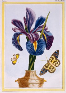 Gewone iris met vlinders, pub. 1776