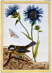 Korenbloem, uitgegeven 1776