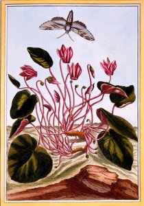 Cyclamen, uitgegeven 1776 door Pierre Joseph Buchoz