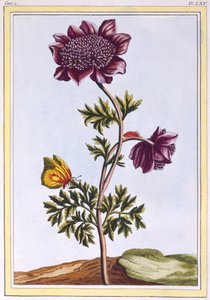 Tuinanemoon Windflower, gepubliceerd 1776 door Pierre Joseph Buchoz