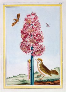 Hyacint, ca. 1766 (handgekleurde gravure) door Pierre Joseph Buchoz