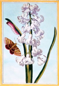 Hyacint, c.1766
