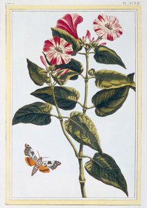 La Belle de Nuit Morning Glory, uitgegeven 1776