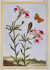 De Gevlekte Bloem van de Inca
