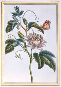 De grenadille of de maracot, uitgegeven 1776 door Pierre Joseph Buchoz