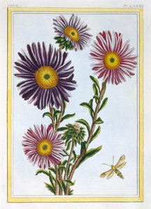 La Reine Marguerite Aster, pub. 1776 door Pierre Joseph Buchoz