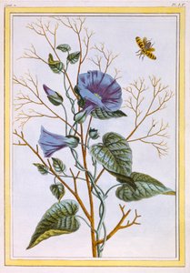 Le Grand Liseron Violet Convovlus, gepubliceerd 1776 door Pierre Joseph Buchoz