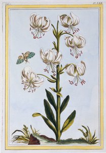 Le Martagan Blanc door Pierre Joseph Buchoz