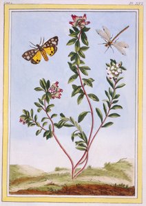 Le Petit arbousier des Aples Bergheide, pub. 1776 door Pierre Joseph Buchoz
