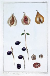 Nootmuskaat, ca. 1751-1807 door Pierre Joseph Buchoz