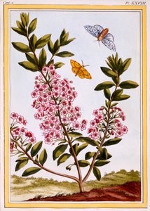 Schapenlaurier Kalmia augustifolia door Pierre Joseph Buchoz