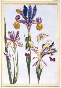 Bonte Iris