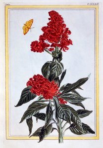 Verscheidenheid van Amaranthus, pub. 1776