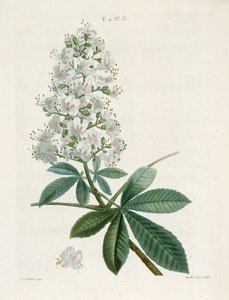 Aesculus Hippocastorum, Paardenkastanje, ca. 1800-1830
