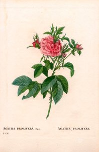Agatha prolifere roos, Rosa gallica variëteit. Handgekleurde stipple kopergravure uit Pierre Joseph Redoute