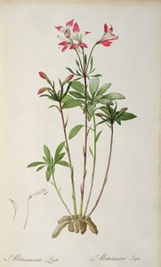 Alstraemeria Ligtu, uit 
