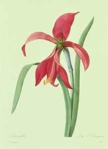 Amaryllis