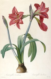 Amaryllis brasiliensis Braziliaanse Amaryllis door Pierre Joseph Redouté