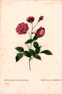 Animerende Chinese roos, Rosa chinensis hybride door Pierre Joseph Redouté