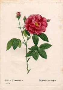 Apothekersroos, Rosa gallica var. officinalis, Rose de Provins gewoon. Handgekleurde stipple kopergravure uit Pierre Joseph Redoute